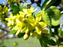 spring / ***