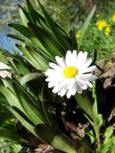 spring comes... / ***