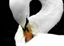 Selbstreflexion / ***