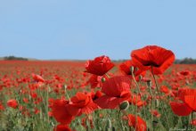 Blumen des Todes / ***
