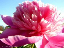 Das Licht ... / ***