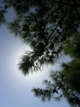 Sonne in den Nadeln / ***