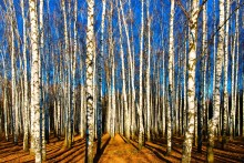 Birch Grove / ***