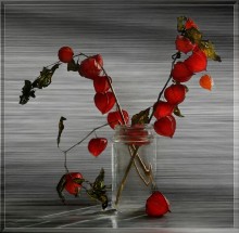 Physalis / **********