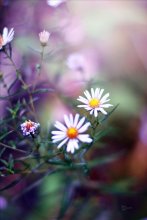 Gänseblümchen / ***
