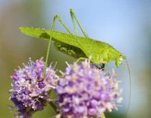 Phaneroptera falcata / ***