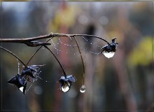 Tränen im November / ***