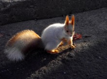 Eichhörnchen / ***