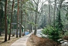 Morgen im Wald / ***
