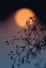 ... Musik meiner Seele ... / ***