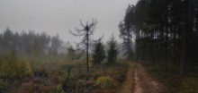 ~Foggy forest~ / *****