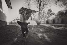 Der Hund, der Sonne und die Braut / 11.11.11