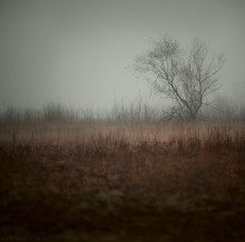 November ... / ***