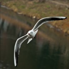 In der Schwerelosigkeit der Liebe zu Ihnen zu fliegen ... / *****