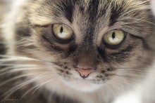 Diese Augen vor der ... / ***