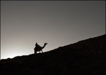 The camel / ***