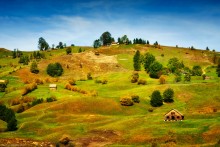 Pastoral / ***