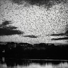 Ravens ... / ***