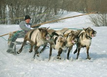 Der Fahrer oder Rasse "Formel - ein Reh" / ***