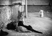 zu einer Mutter / ***