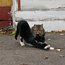 Tu, was ich zu tun ... / ***