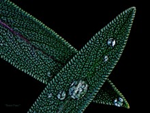 Diamanten / ***