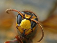 Hornisse Vespa crabro / ***