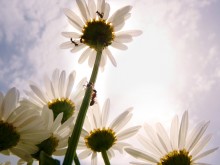 Über wie alle Ansturm auf die Sonne / ***