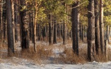 In den Pinienwald. / ***