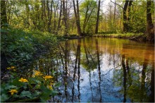 Wald Stream 2 / ***