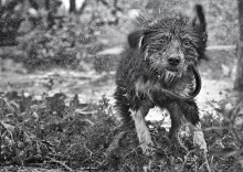 Hüten Sie sich vor doggie Dusche - entlassen! / **********