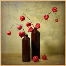Physalis 3 / ***