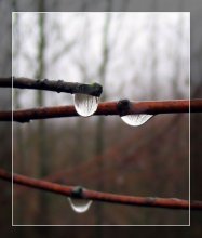 Weeping Herbst / ***
