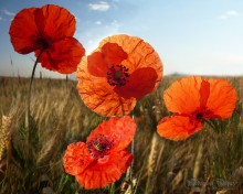 Eine Sonne und eine Blume / ***