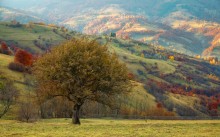 Über dem Apfelbaum ...... / ***