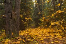 Yellow / ***