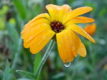 Utro.Mokraya Ringelblume. / ***
