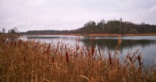 Raschelnden Schilf / __________________*