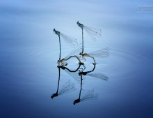 Ein besonderes Synchronschwimmen ... * / ***