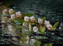 Ein einsamer Zweig auf dem Asphalt. / *******