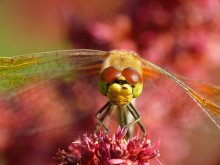 Simpetrum gelb Sympetrum flaveolum / ***