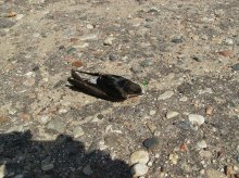 Vogel, der niemand half! / ***