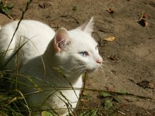 Katze namens Kuzma! / ***