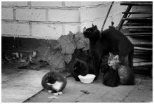 Familie / ***
