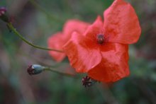 Mohn / ***