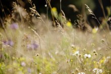 Fieldbild / *********