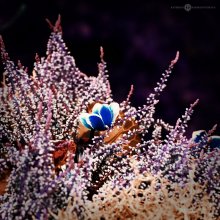 Unterwasser- / ***