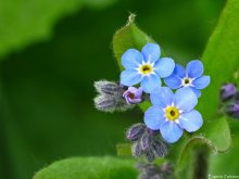 Forget-me- / ***
