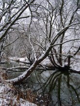 Schnee-Dschungel / ***
