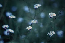 blue strokes / forget-me-not